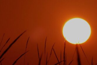 canicule réchauffement climatique